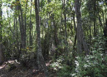 Estudios advierten los negativos efectos del cambio climático sobre el roble maulino