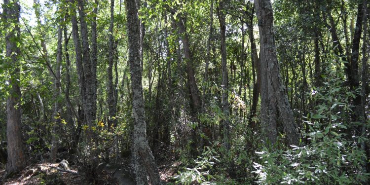 Estudios advierten los negativos efectos del cambio climático sobre el roble maulino