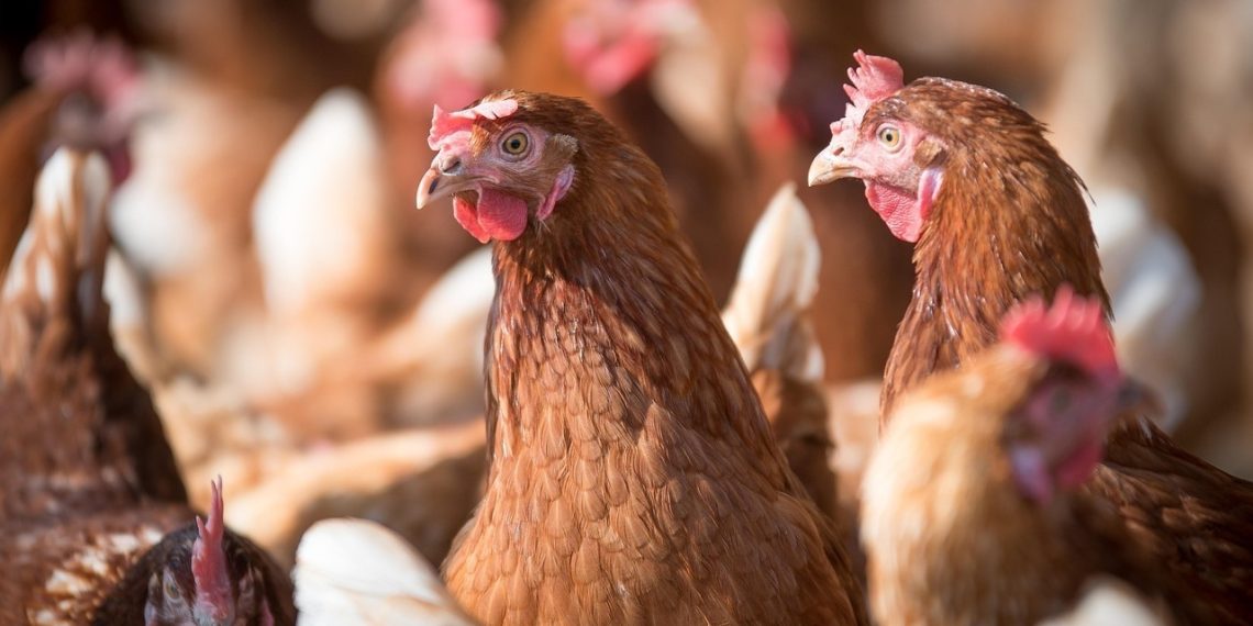 Chile se autodeclara País Libre de Influenza Aviar Altamente Patógena en aves de corral