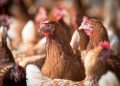 Chile se autodeclara País Libre de Influenza Aviar Altamente Patógena en aves de corral