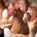 Chile se autodeclara País Libre de Influenza Aviar Altamente Patógena en aves de corral